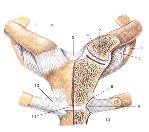  
  Рис. 78. Грудино-ключичный сустав (articulatiostemoclavicularis). Вид спереди. 
  На левой стороне препарата сустав вскрыт
  фронтальным разрезом.
  1-ключица (правая); 2-передняя грудино-ключичная связка; 3-межклюмичная связка; 
  4-грудинный конец ключицы; 5-внут-рисуставной диск (фудино-ключичного сустава); 
  6-первое (I) ребро; 7-реберно-ключичная связка; 8-фудино-реберный сустав (11-го 
  ребра); 9-внутрисуставная грудино-реберная связка; 10-хрящ 11-го ребра; 11-синхондроз 
  рукоятки фудины; 12-лучис-тая фудино-реберная связка.
  Fig. 78. Грудино-ключичный сустав. Вид спереди. На левой стороне препарата сустав 
  вскрыт фронтальным разрезом. 1-clavicula (dextra); 2-ligamentum sternoclaviculare 
  anterius; 3-liga-mentum interclaviculare; 4-extremitas sternalis claviculae; 
  5-discus articularis (articulatio sternoclavicularis); 6-costa (I); 7-ligamentum 
  costoclaviculare; 8-articulatio sternocostalis (II); 9-ligamentum sternocostalis 
  intraarticulare; 10-cartilago costae (II); ll-synchondrosis manubrii sterni; 
  12-ligamentum sternocostale radiatum.
  Fig. 78. Sternoclavicular joint. Anterior aspect. Frontal section of joint at 
  left. 1-clavicle (right); 2-anterior Sternoclavicular ligament; 3-interclavicular 
  ligament; 4-sternal end ot'clavicle; 5-articular disc (ol'sternoclavicular joint); 
  6-1 rib; 7-costoclavicular ligament; 8-sternocostal joint (of the II rib); 9-intra-articular 
  sternocostal ligament; 10-cartilage of the II rib; 11-manubriosternal synchondrosis; 
  12-radiate sternocostal ligament 